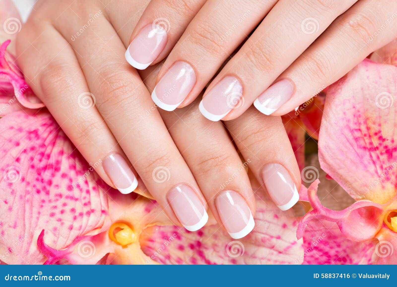 Beautiful Woman S Nails with French Manicure Stock Photo - Image of