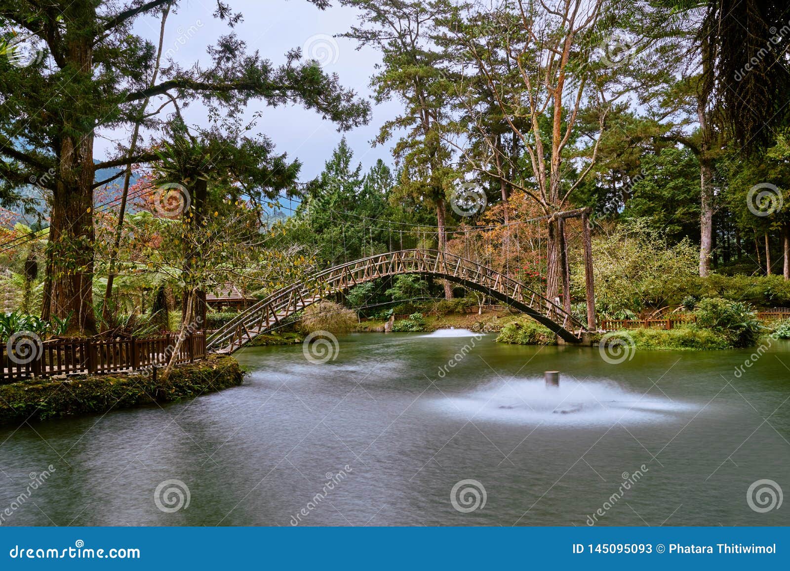 beautiful wooden arch bridge scenics at university pond in xitou nature education area