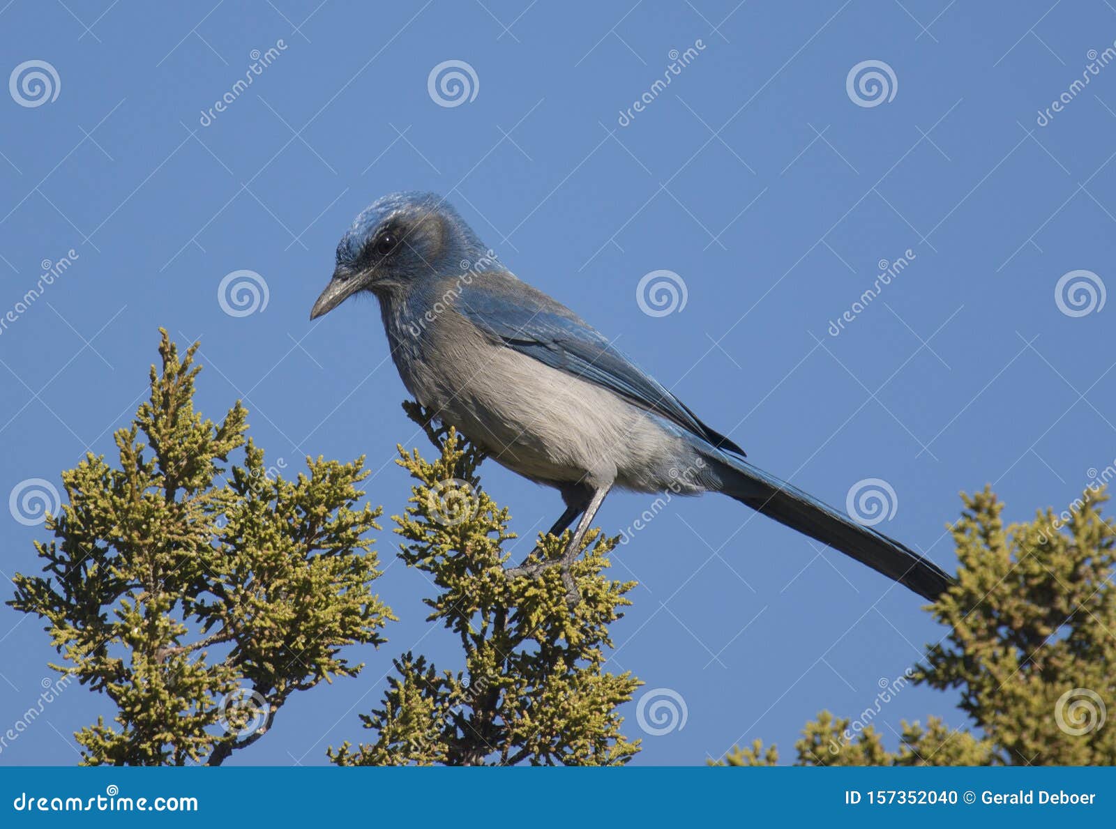 woodhouses`s scrub-jay perched on a juniper