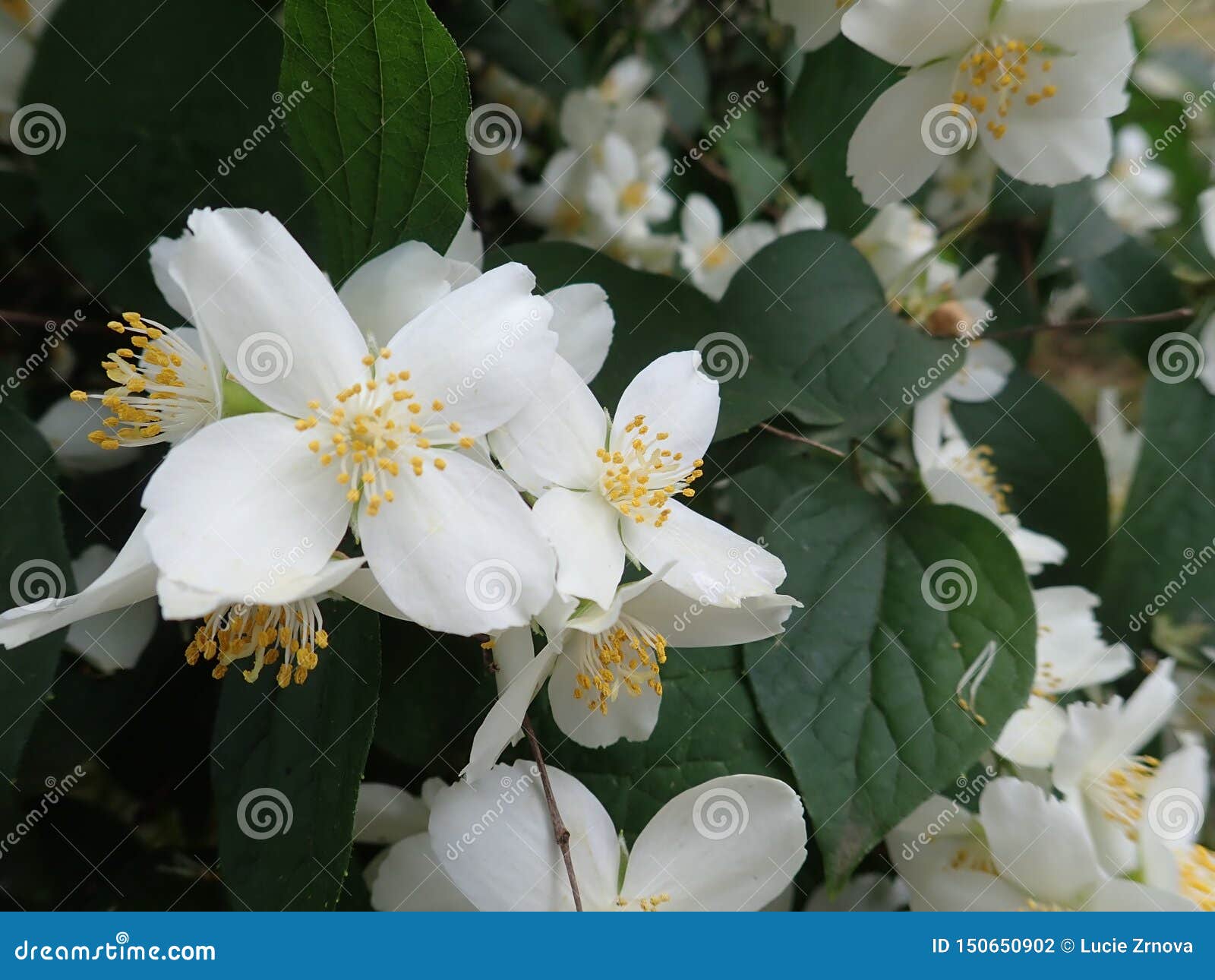 beautiful yasmine tree in a white blossom