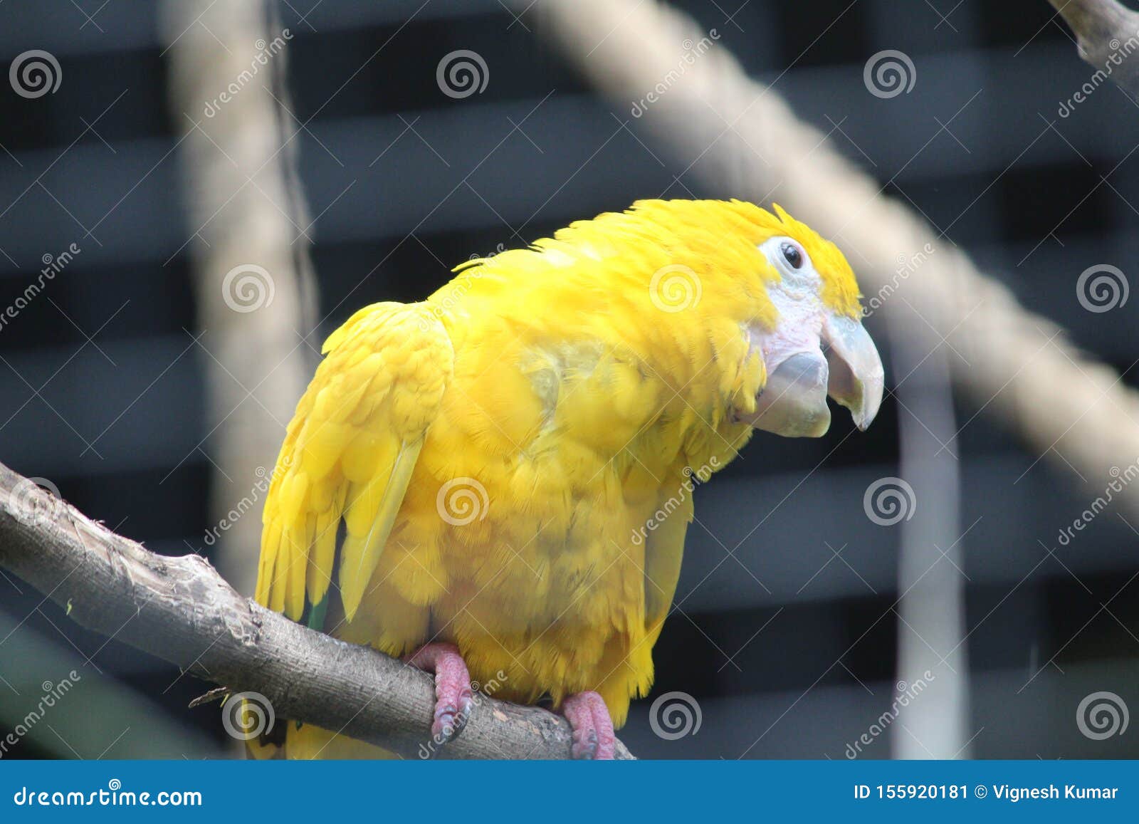 A Beautiful Yellow Bird Singing Stock Image Image of yellow, portrait
