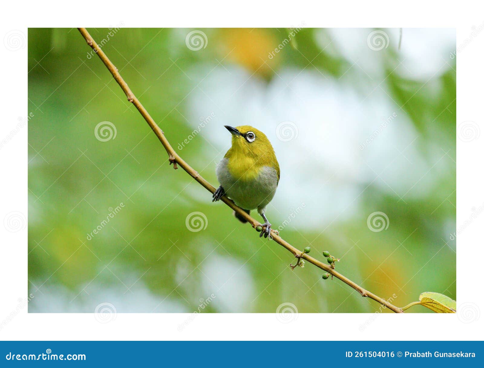 Beautiful Yellow Bird Wall Art Print Stock Photo Image of green, nature 261504016