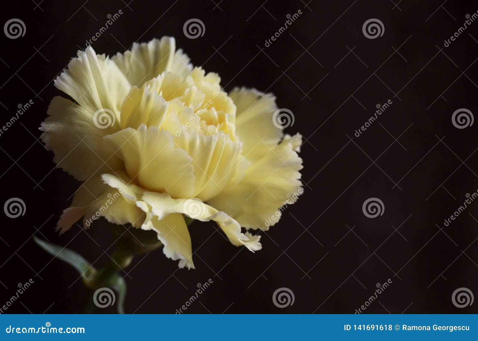 Beautiful yellow carnation stock photo. Image of blooming - 141691618