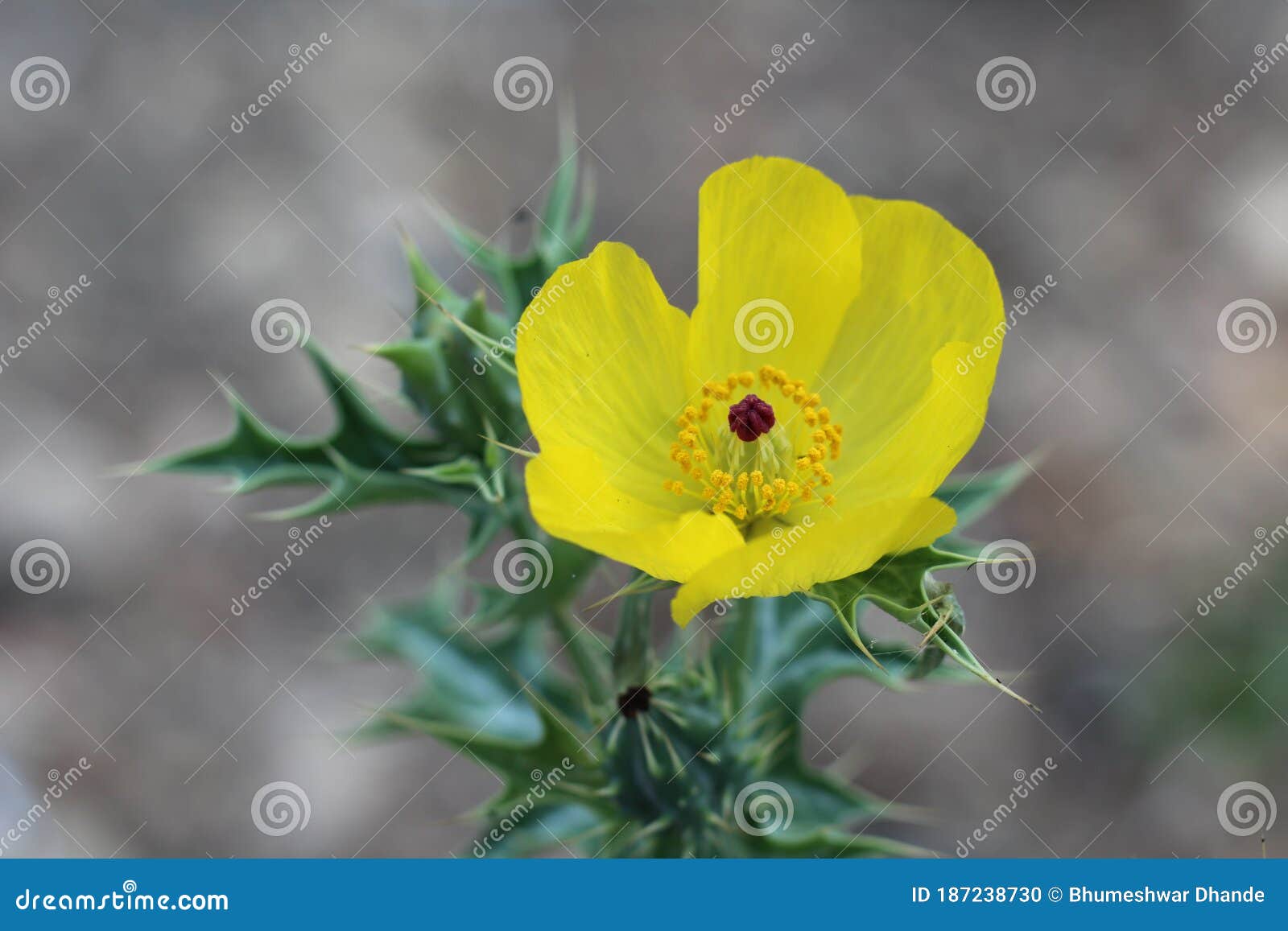 Beautiful Yellow Colour Flower Wallpaper Stock Photo Image of petal