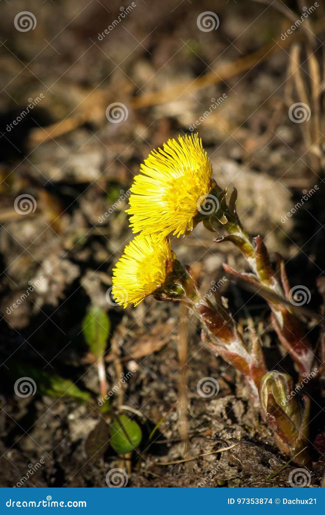 beautiful yellow coltsfoots on a natural background