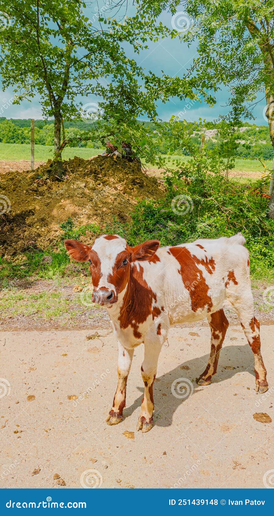Beautiful yellow cow stock photo. Image of farm, agriculture 251439148
