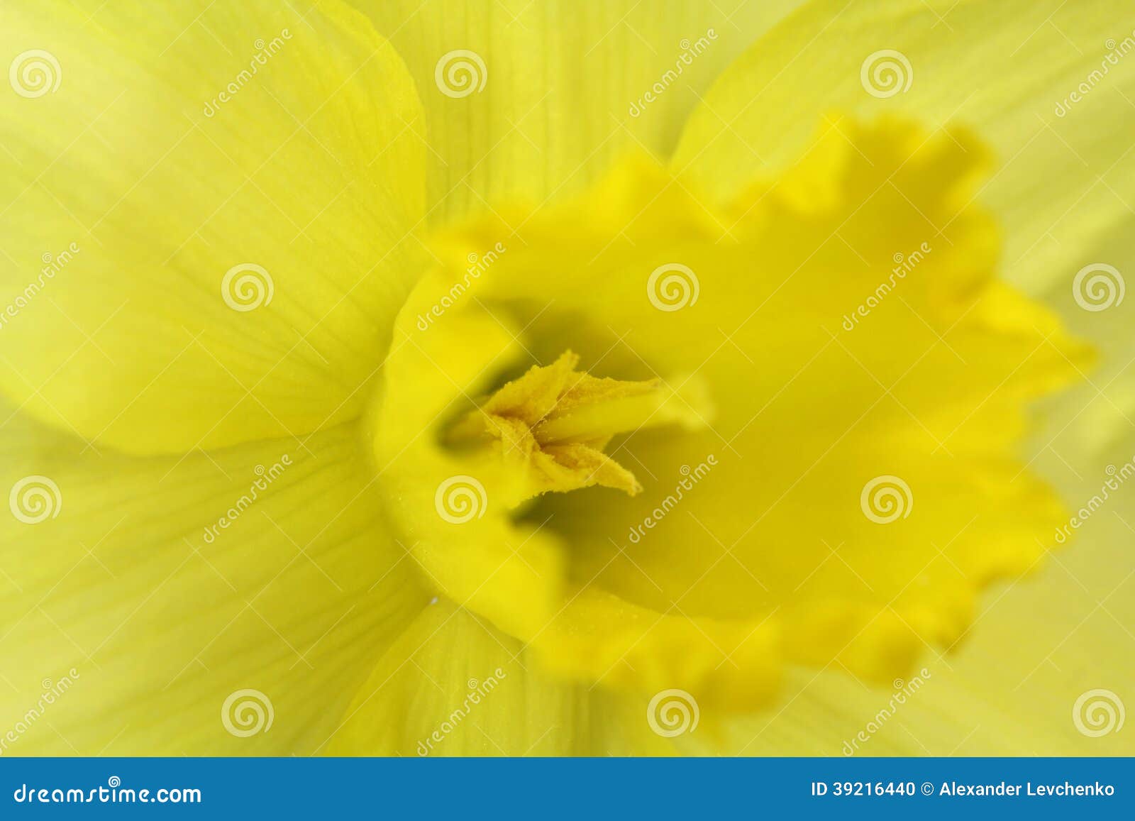 Beautiful Yellow Daffodil Bud Stock Photo Image of petal, stamen