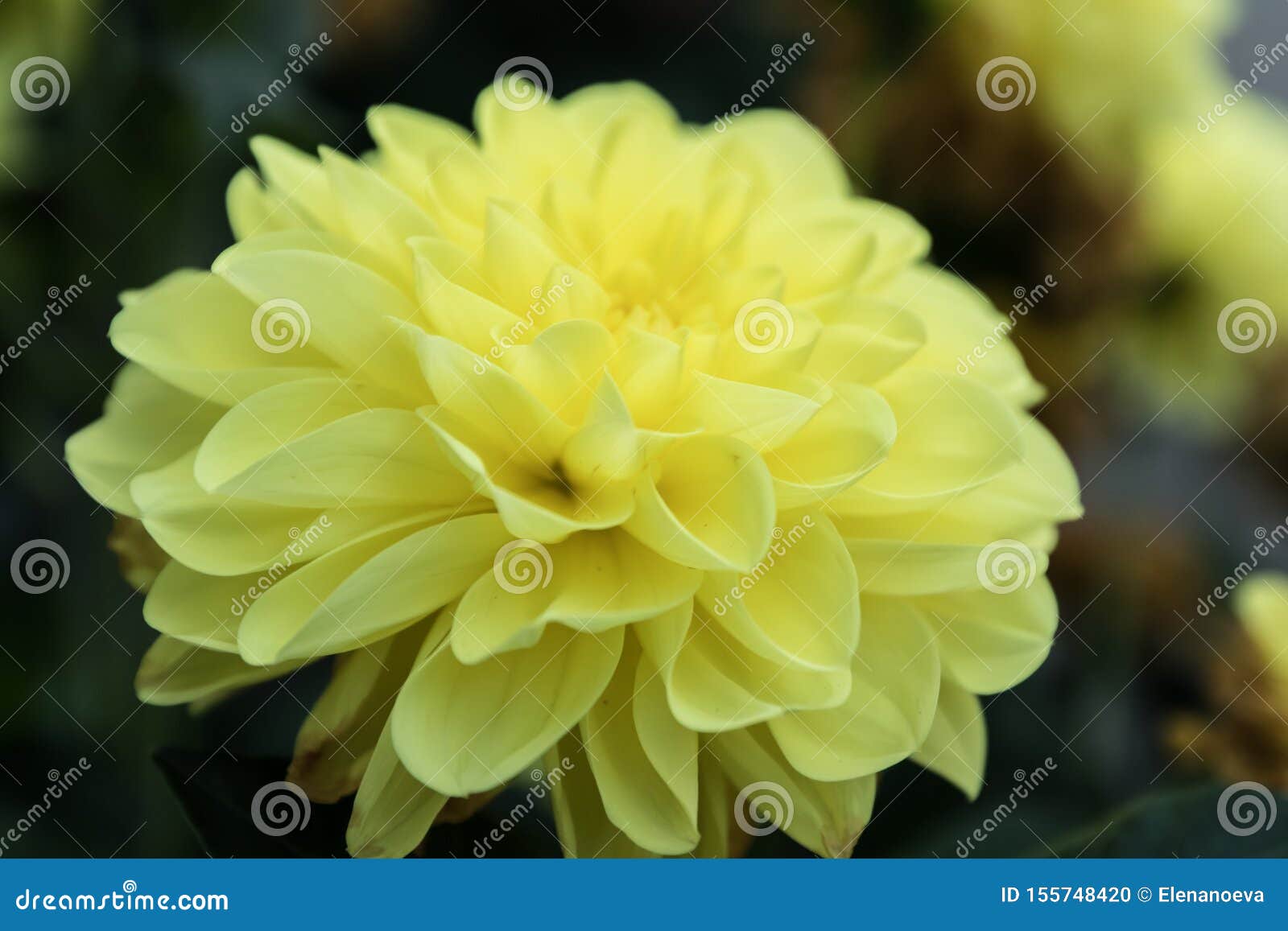 Beautiful Yellow Dahlia Gallery Serenade Flower In Summer Garden Stock