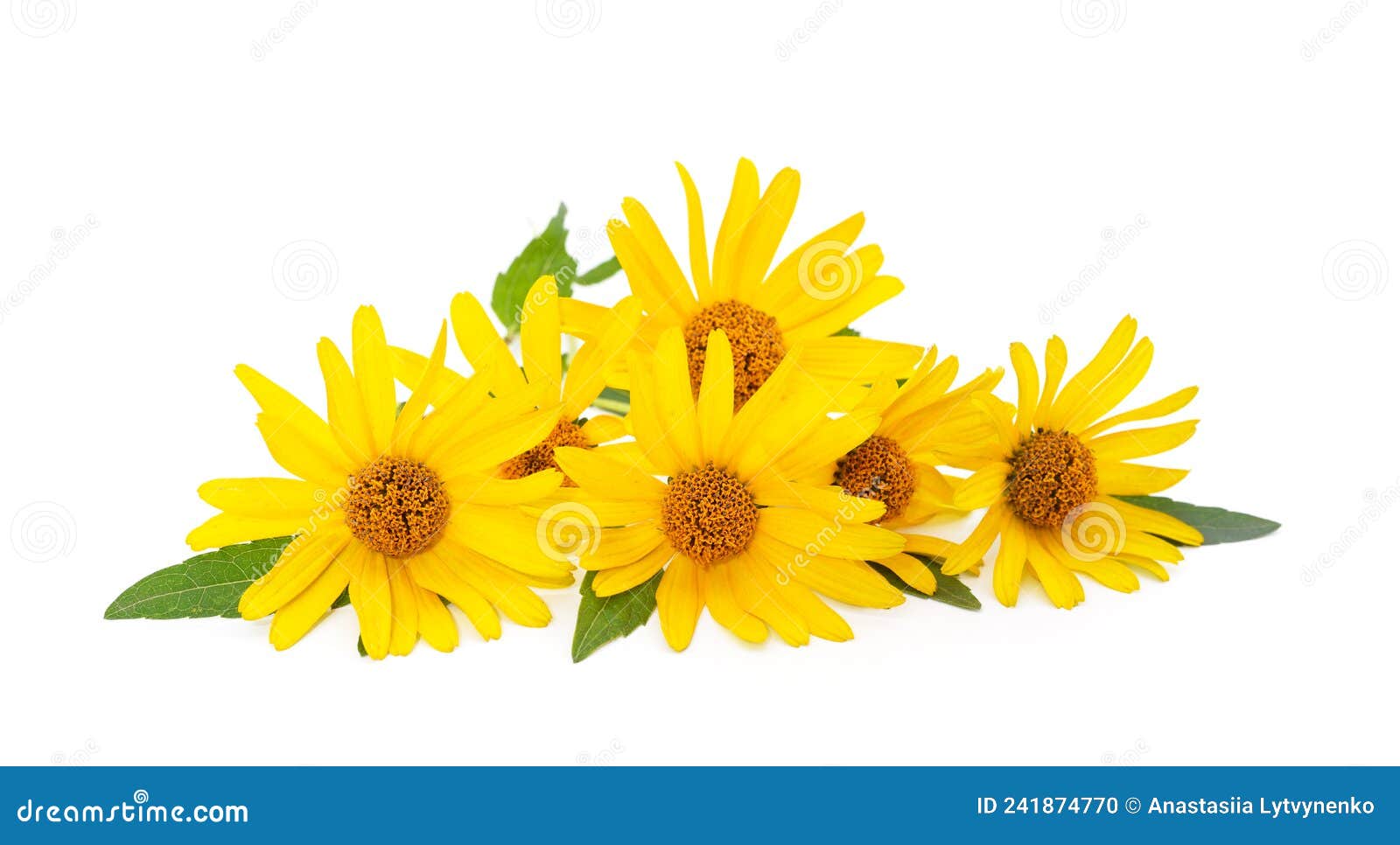 Beautiful yellow daisies stock photo. Image of herbal 241874770