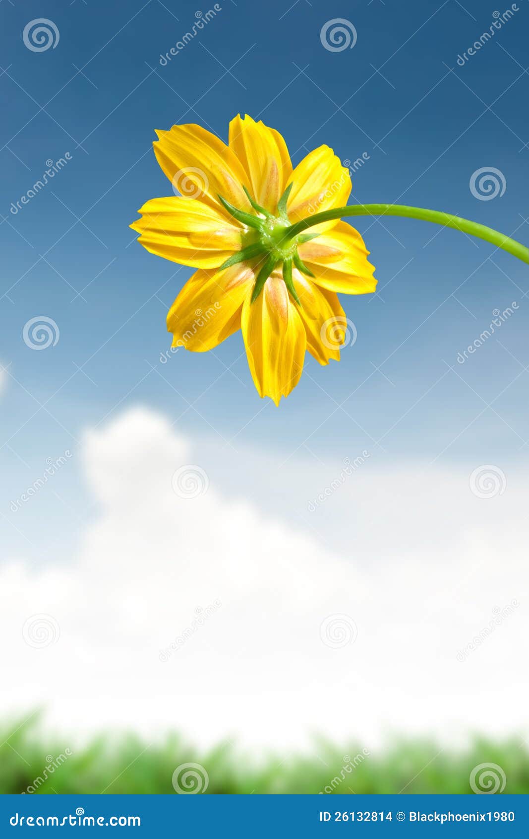 Beautiful Yellow Daisy Flower Stock Photo - Image of field, background
