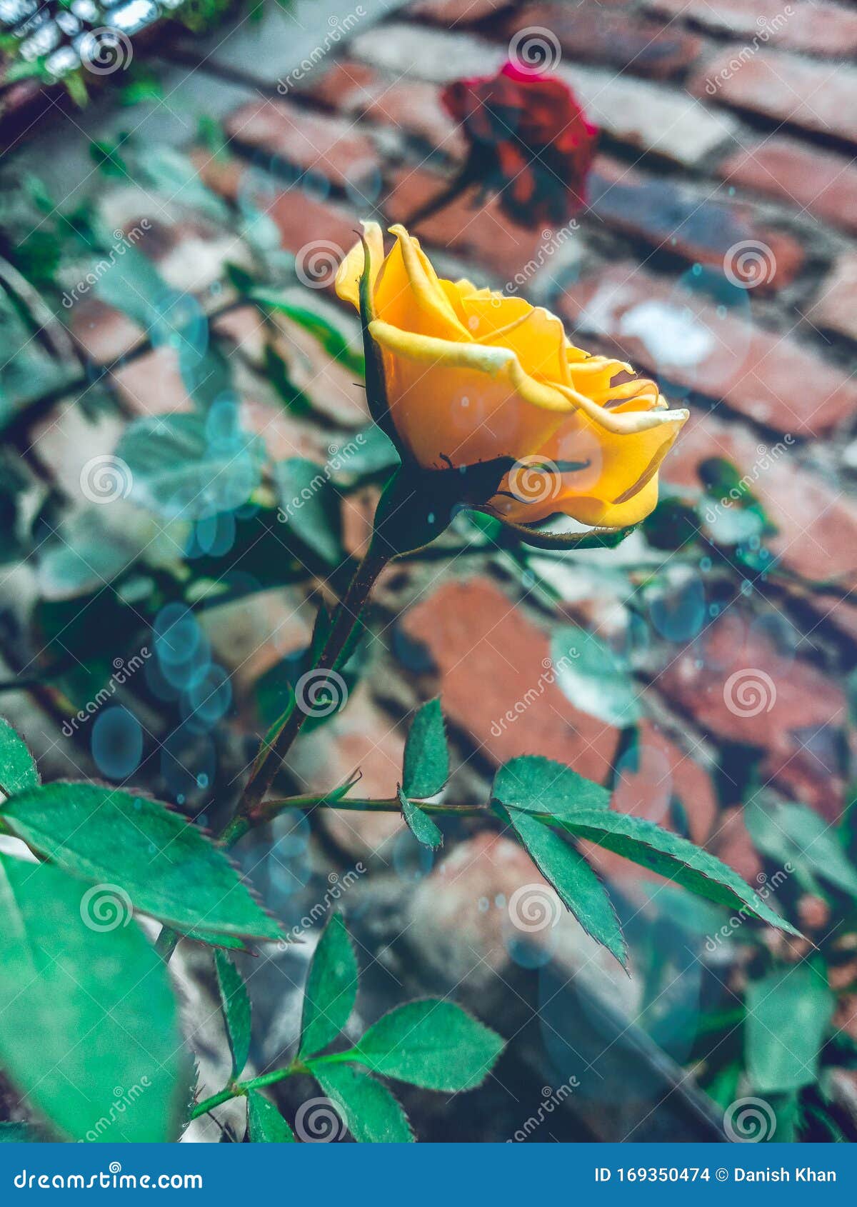 beautiful yellow english rose bloom in my garden on india