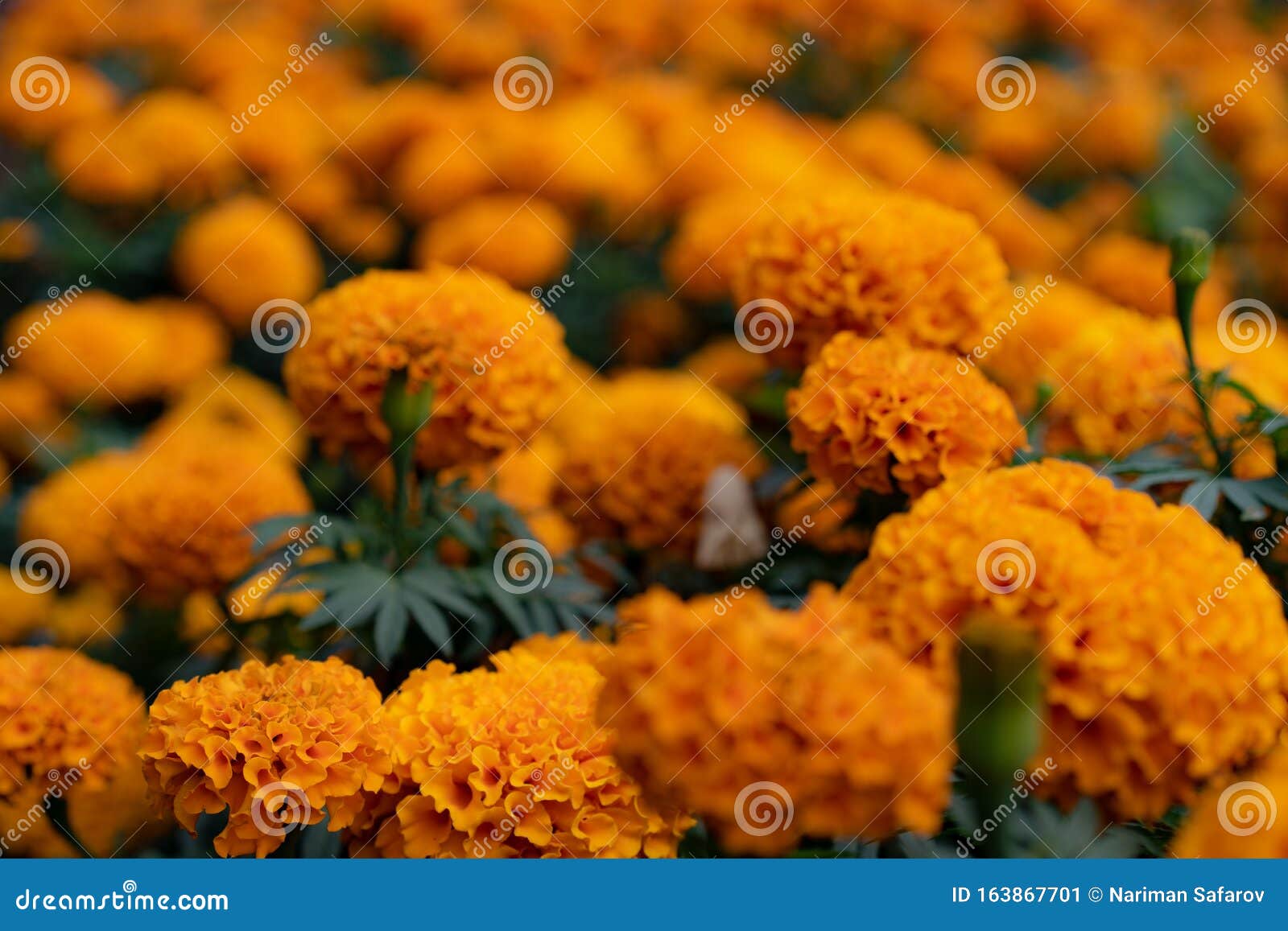 Beautiful Yellow Flower As Background Stock Image Image of dawn