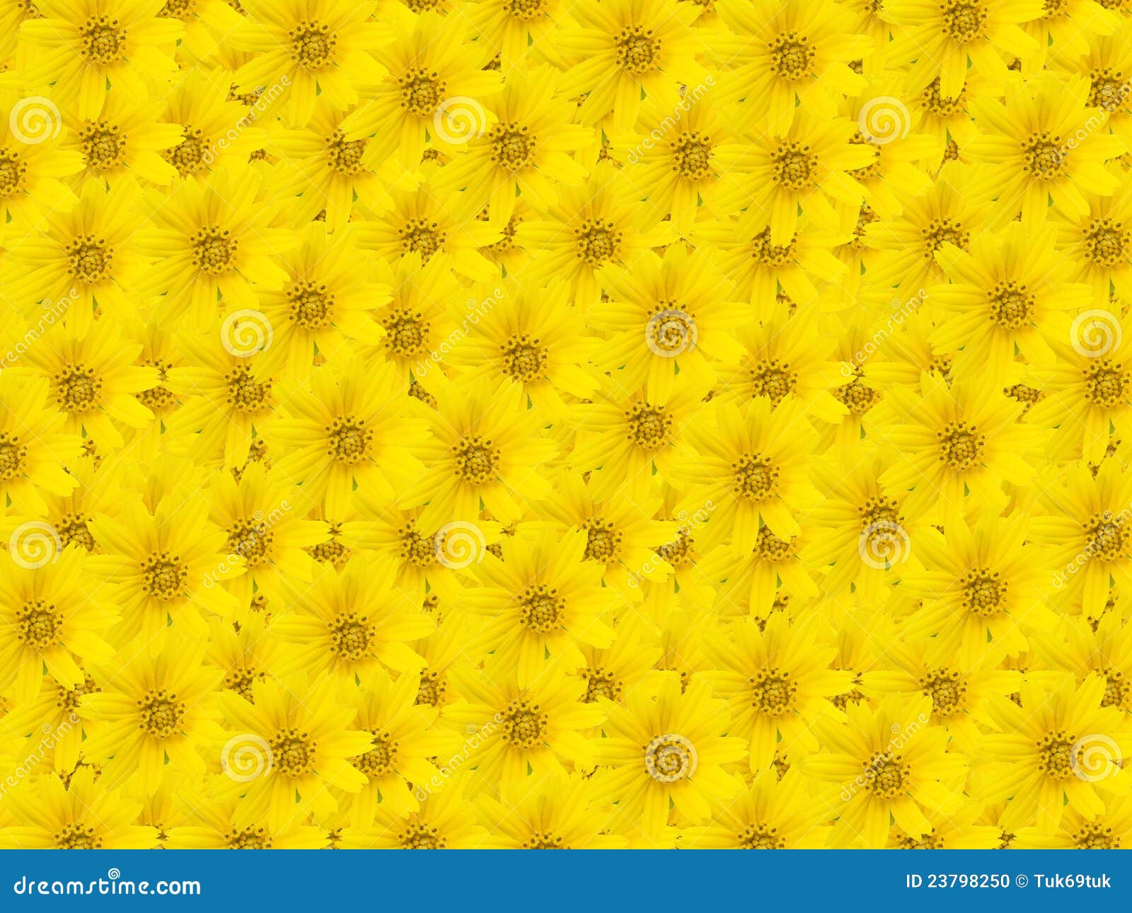 Beautiful Yellow Flower Background Stock Photo Image of details