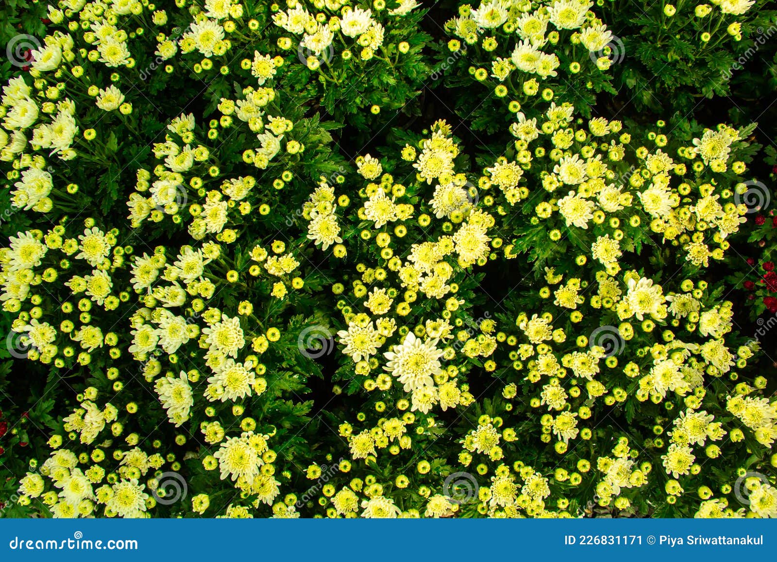 Beautiful Yellow Flower Background Stock Image Image of beauty