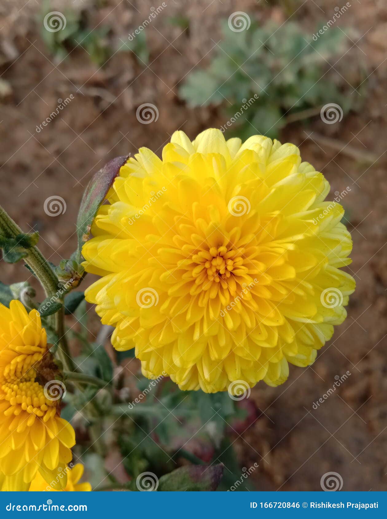 beautiful yellow flower garden image