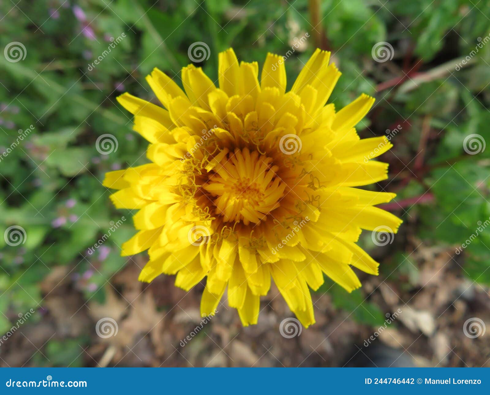beautiful yellow flower natural dandelion smell color