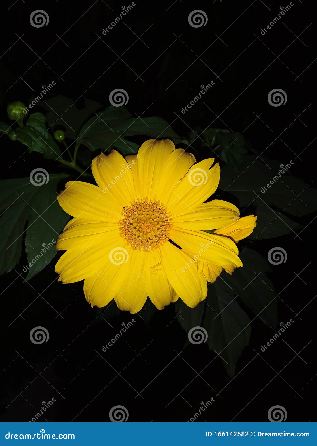 Beautiful Yellow Flower Night View Stock Photo Image of yellow