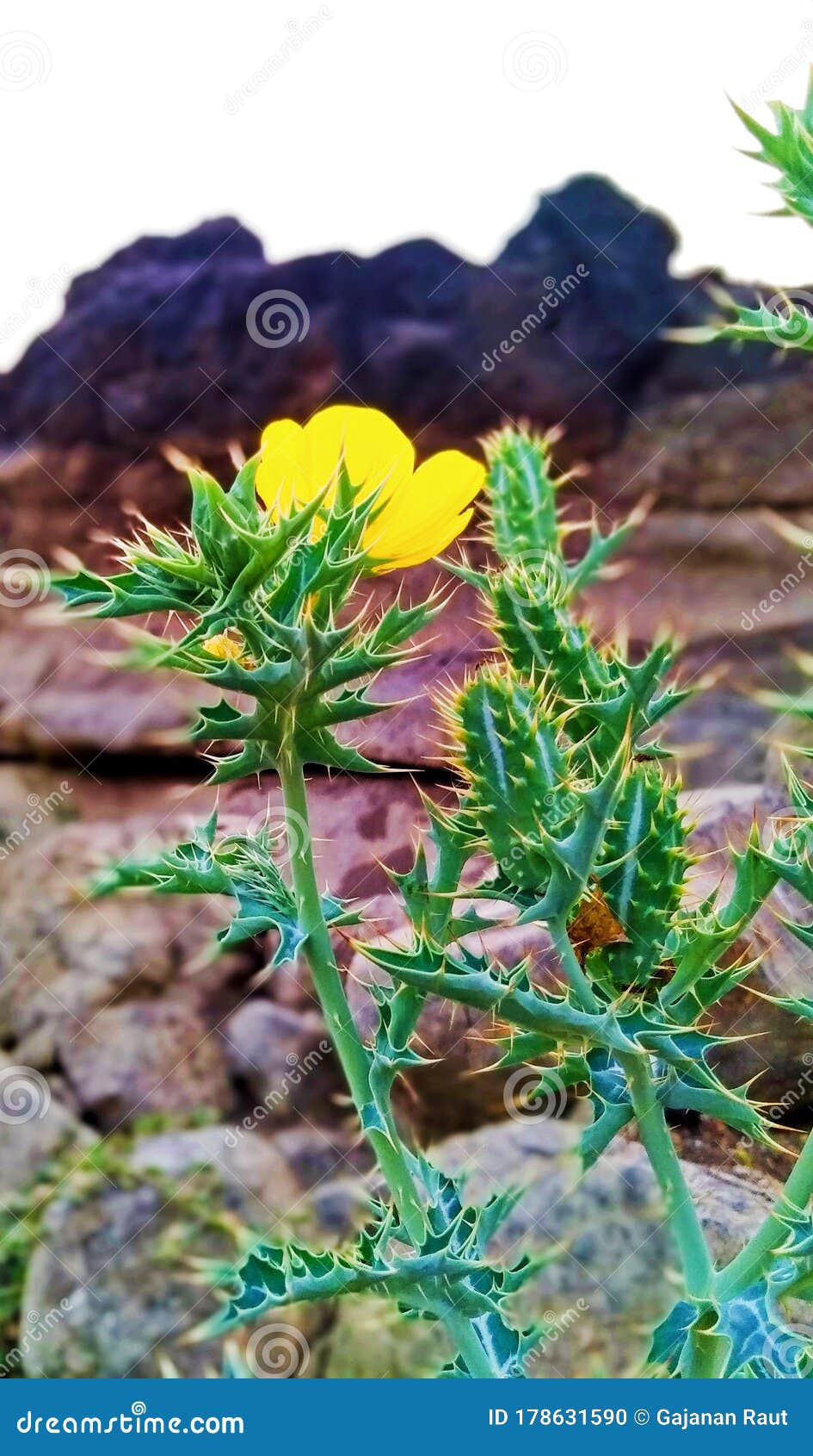 Beautiful Yellow Flower in Thorn Stock Photo Image of rock, blur