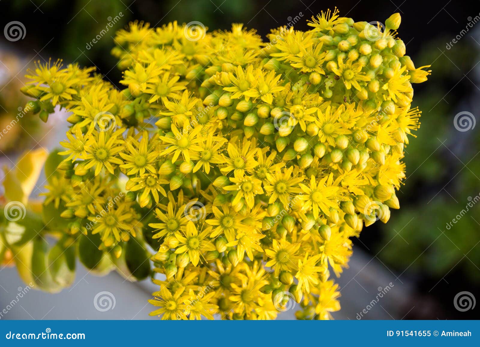 Beautiful Yellow Flowering Aeonium Simsii Flower Plant Stock Image ...