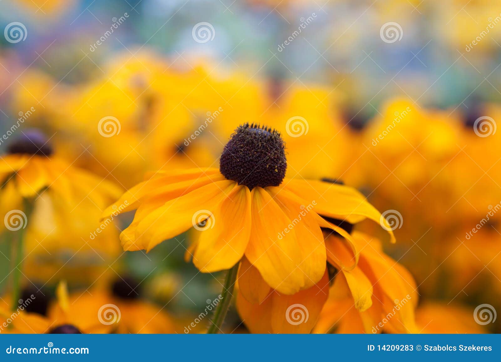Beautiful yellow flowers stock image. Image of plant 14209283