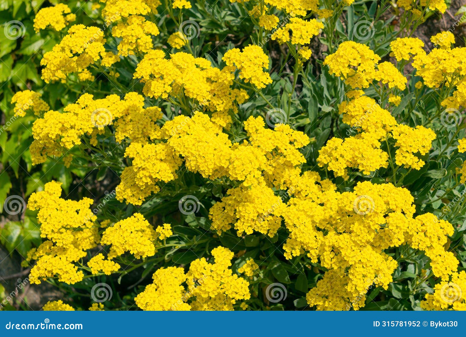 beautiful yellow flowers of aurinia saxatilis