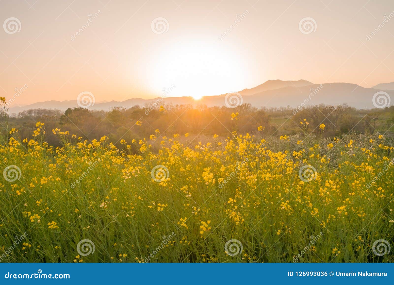 beautiful yellow flowers blossoming in sun rise ,nanohana flowers