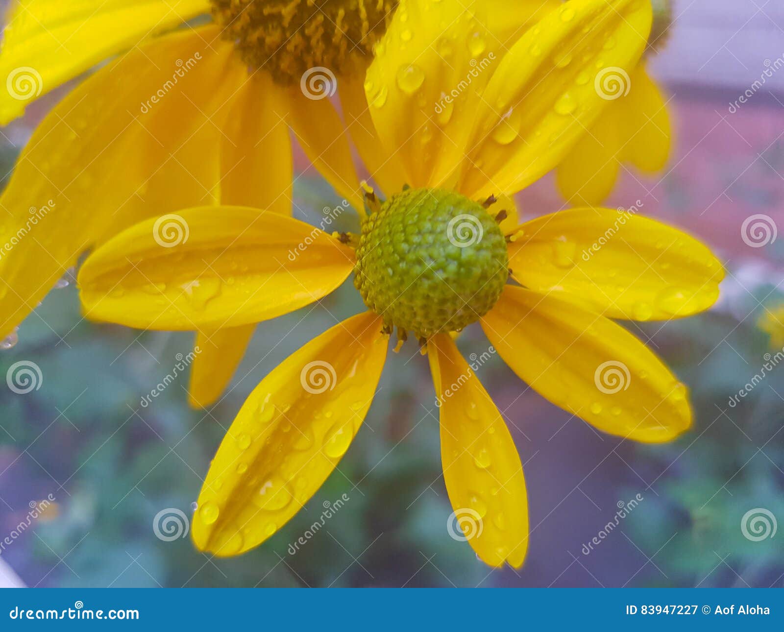 Beautiful yellow flowers stock image. Image of daisy 83947227