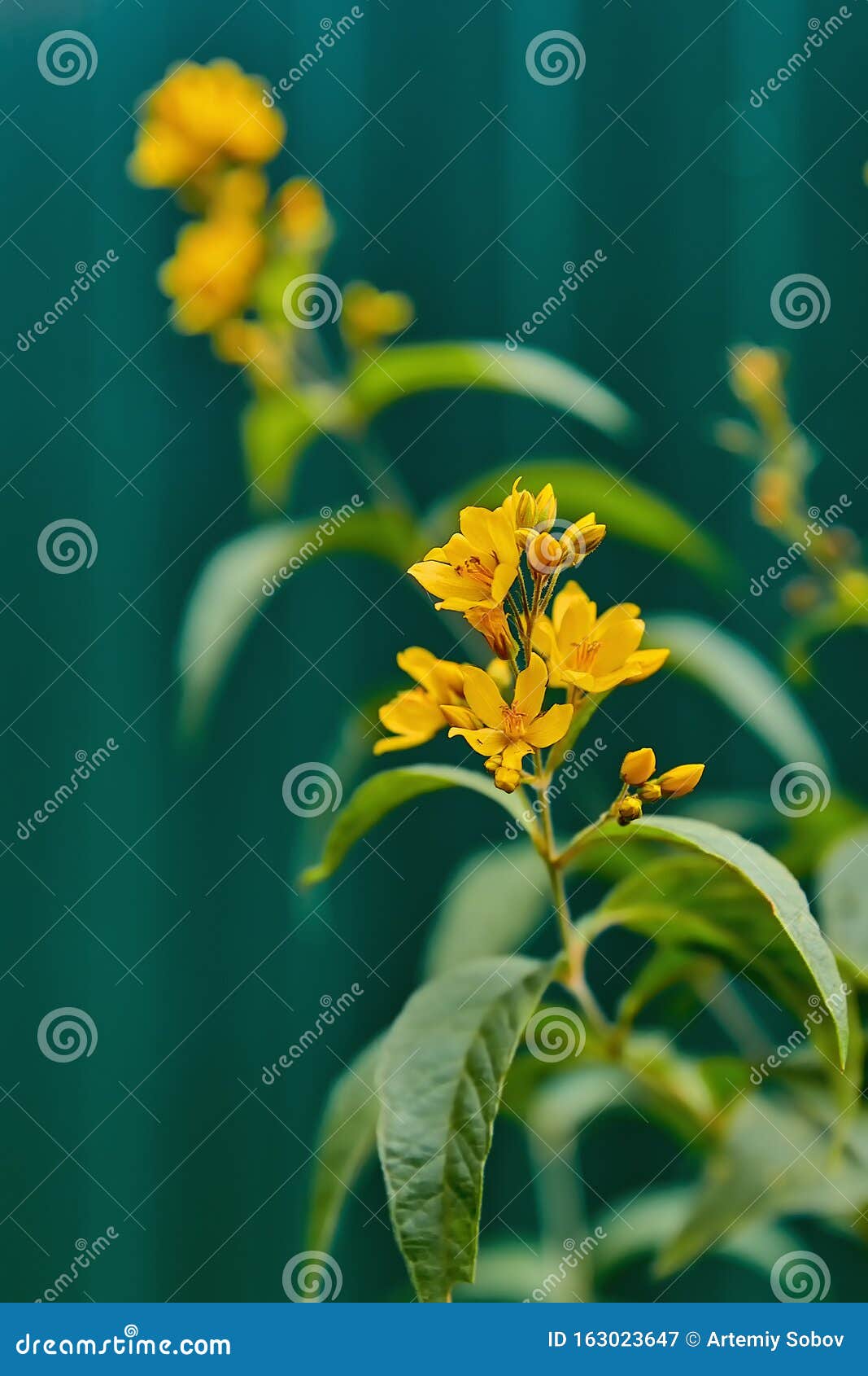 81,355 Green Stems Stock Photos - Free & Royalty-Free Stock Photos from  Dreamstime