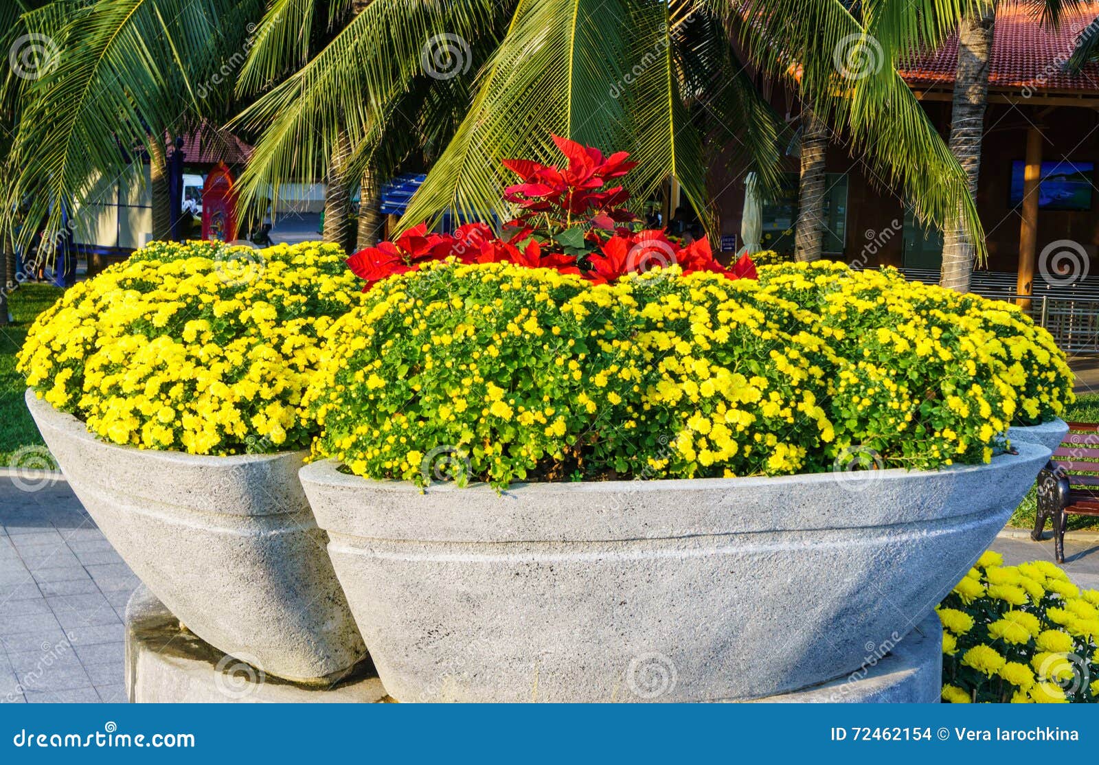 Beautiful Yellow Flowers in a Flower Bed Stock Photo Image of