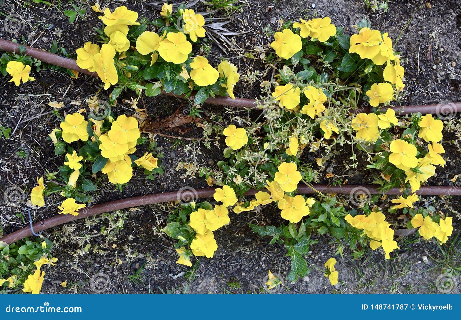Beautiful Yellow Flowers Sprouting Stock Image Image of brown, land