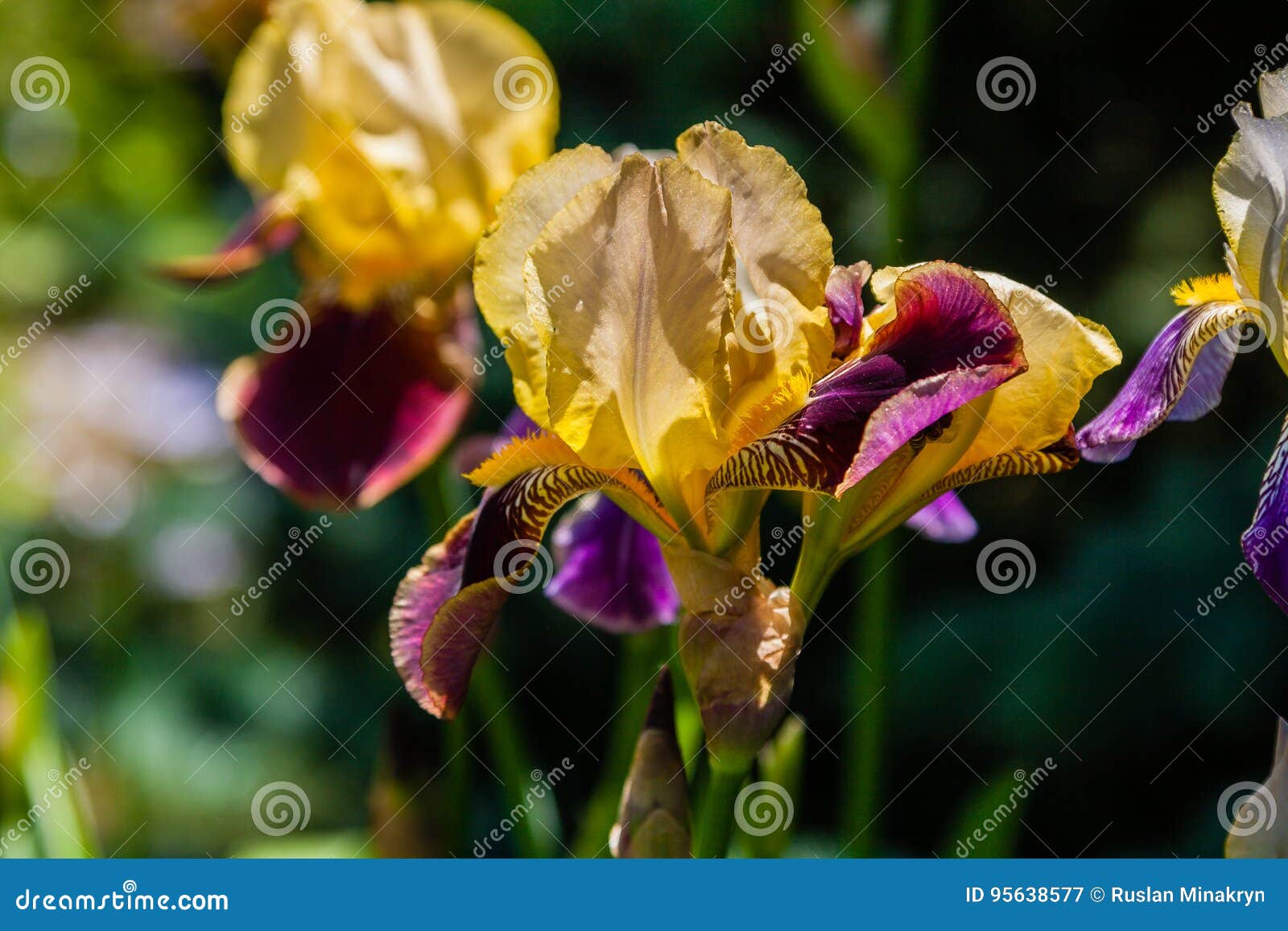 Beautiful Yellow Irises Under the Sun Light Stock Image Image of