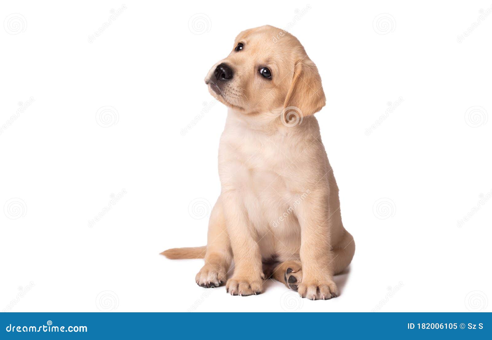 5 067 Yellow Labrador Puppy White Background Photos Free Royalty Free Stock Photos From Dreamstime