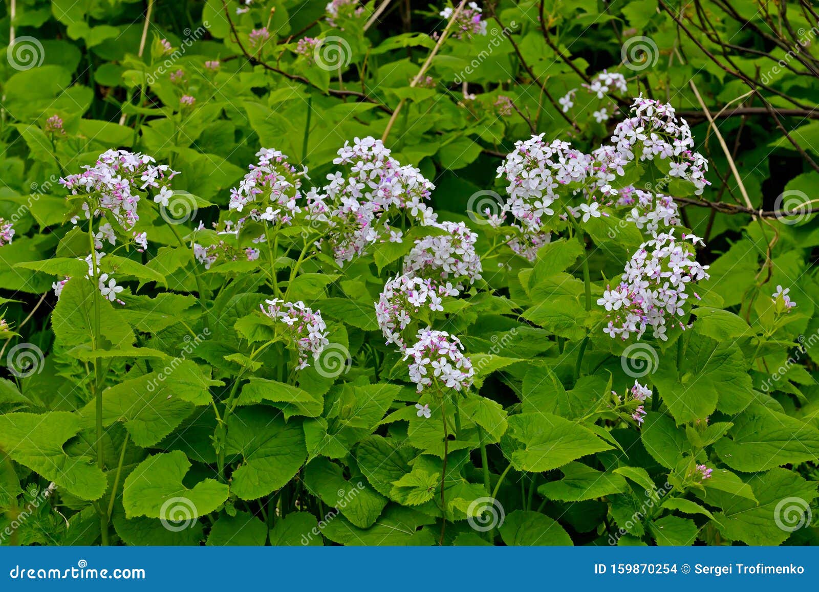 Beautiful Yellow Lunaria Flowers Closeup on Green Grass Background Stock  Photo - Image of beauty, flora: 159870254