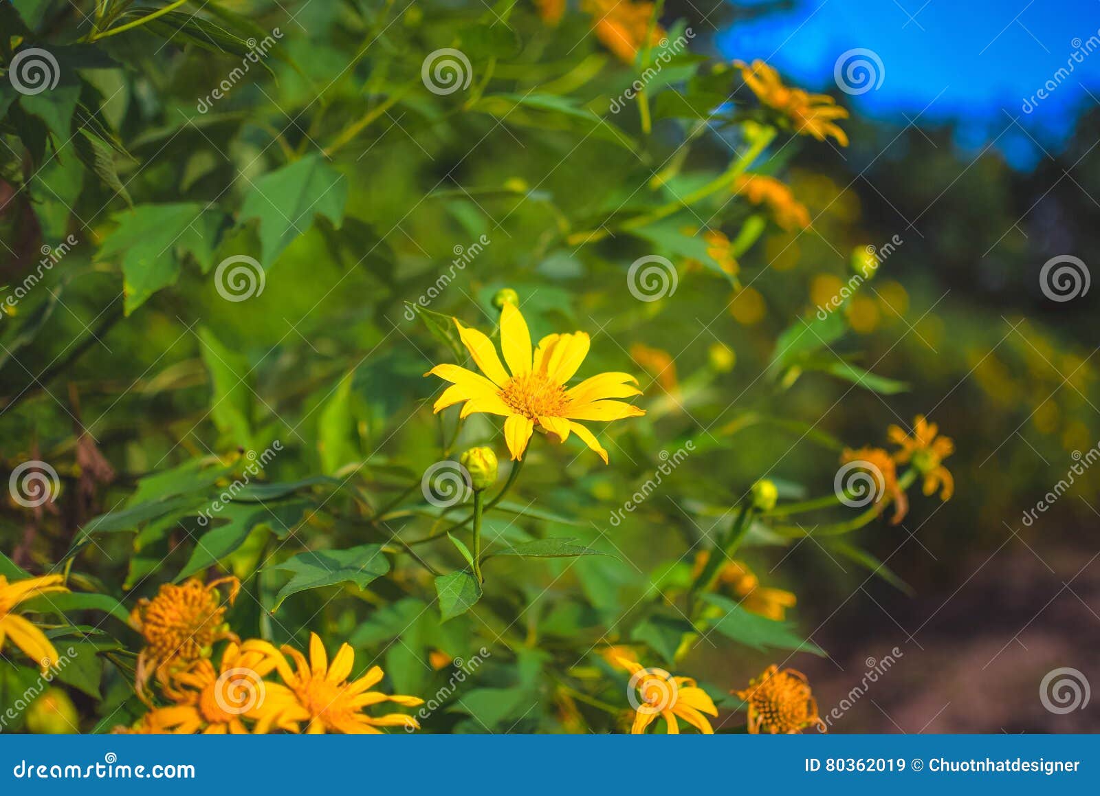 Beautiful Yellow Mexican Sunflower Field. Stock Image Image of beauty, market 80362019