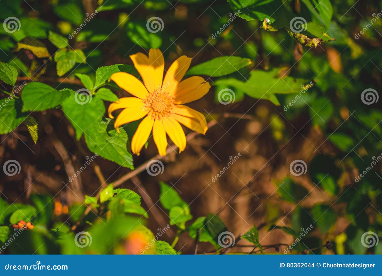 Beautiful Yellow Mexican Sunflower Field. Stock Photo Image of blue, farm 80362044