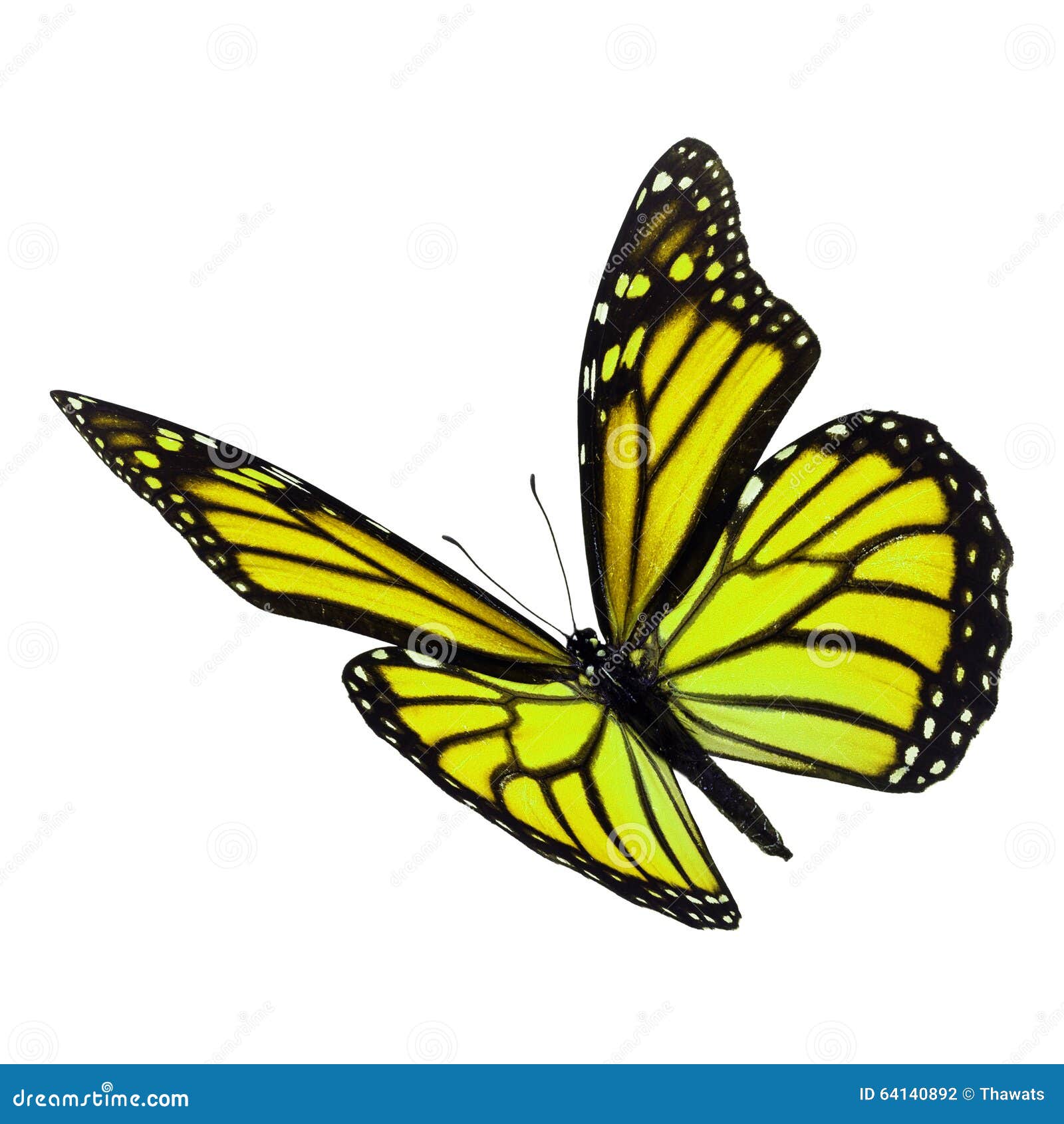 Beautiful Yellow Monarch Butterfly Stock Photo  Image: 64140892