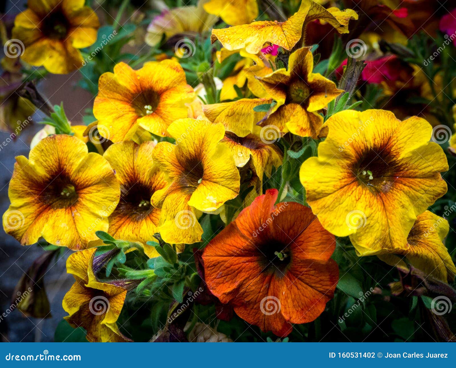 Beautiful Yellow and Orange Petunias Close Up Stock Photo - Image of ...