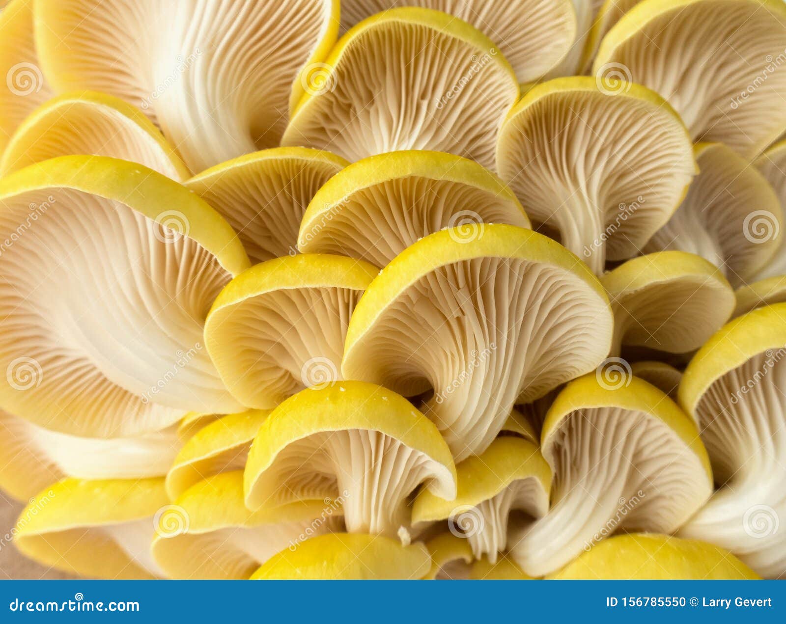 beautiful yellow oyster mushrooms