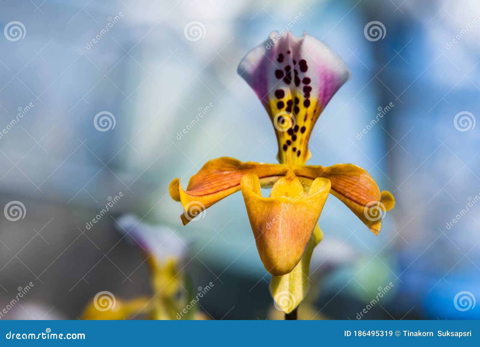 Yellow Lady Slipper Orchid Canvas Print / Canvas Art by Danielle Ray -  Pixels Canvas Prints
