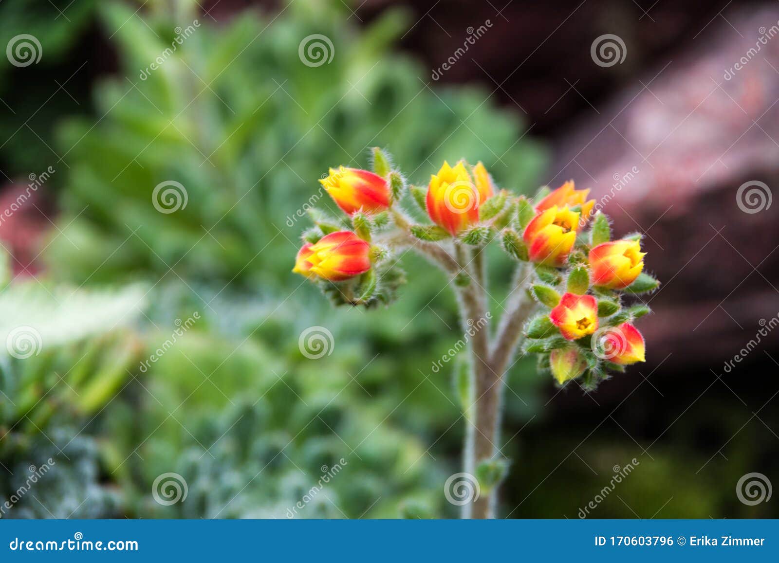 beautiful yellow and red flower