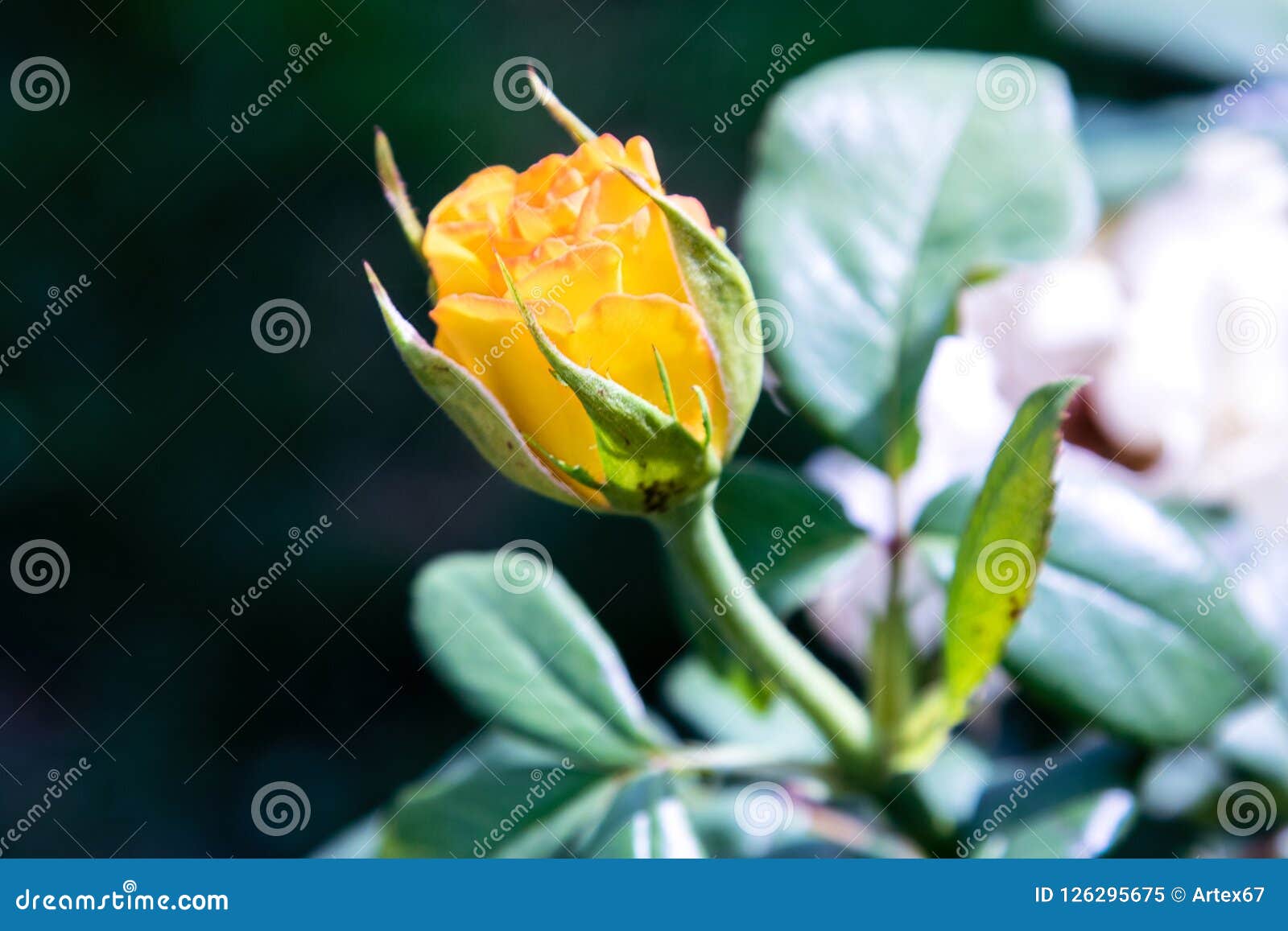 Beautiful Yellow Rose Bud in the Garden Stock Image Image of bush