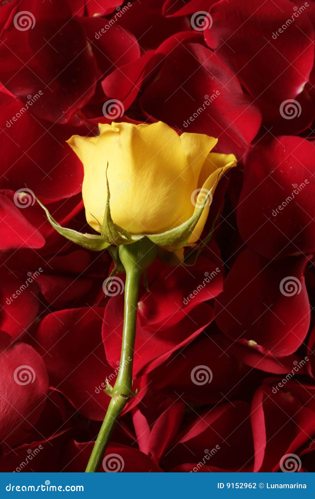 Beautiful Yellow Rose Flower Over Red Petals Stock Photo - Image ...