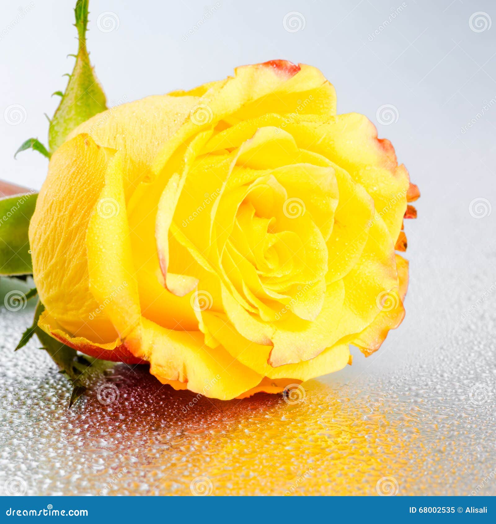 Beautiful Yellow Rose Flower on Silver Background with Dew and R ...