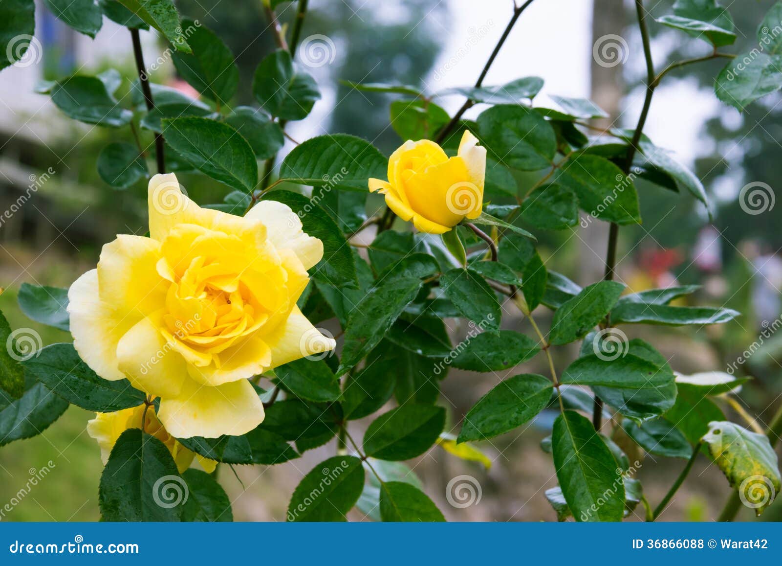 Beautiful yellow rose stock photo. Image of outdoors 36866088