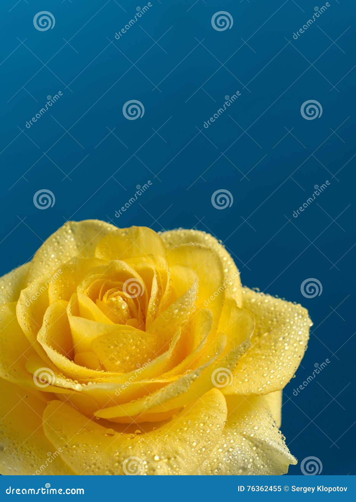 Beautiful Yellow Rose with Water Drops. Stock Image Image of rich