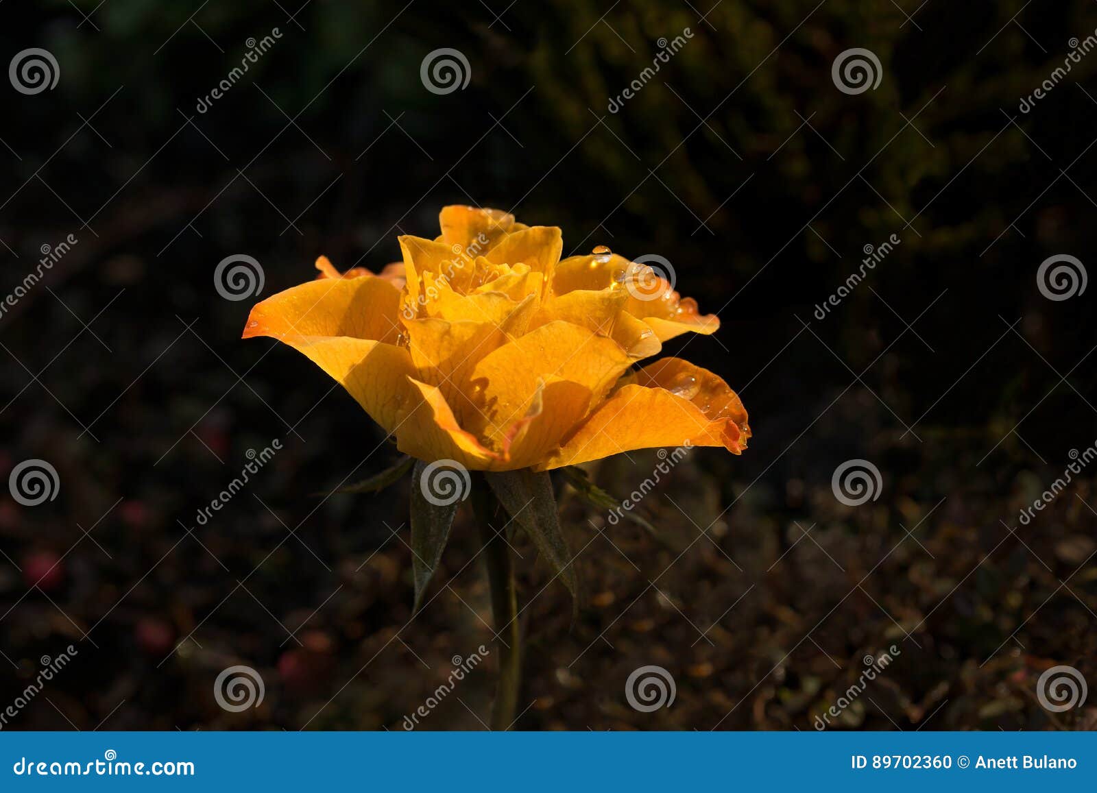 Beautiful Yellow Rose Which is Hit by Sunlight. Stock Photo Image of