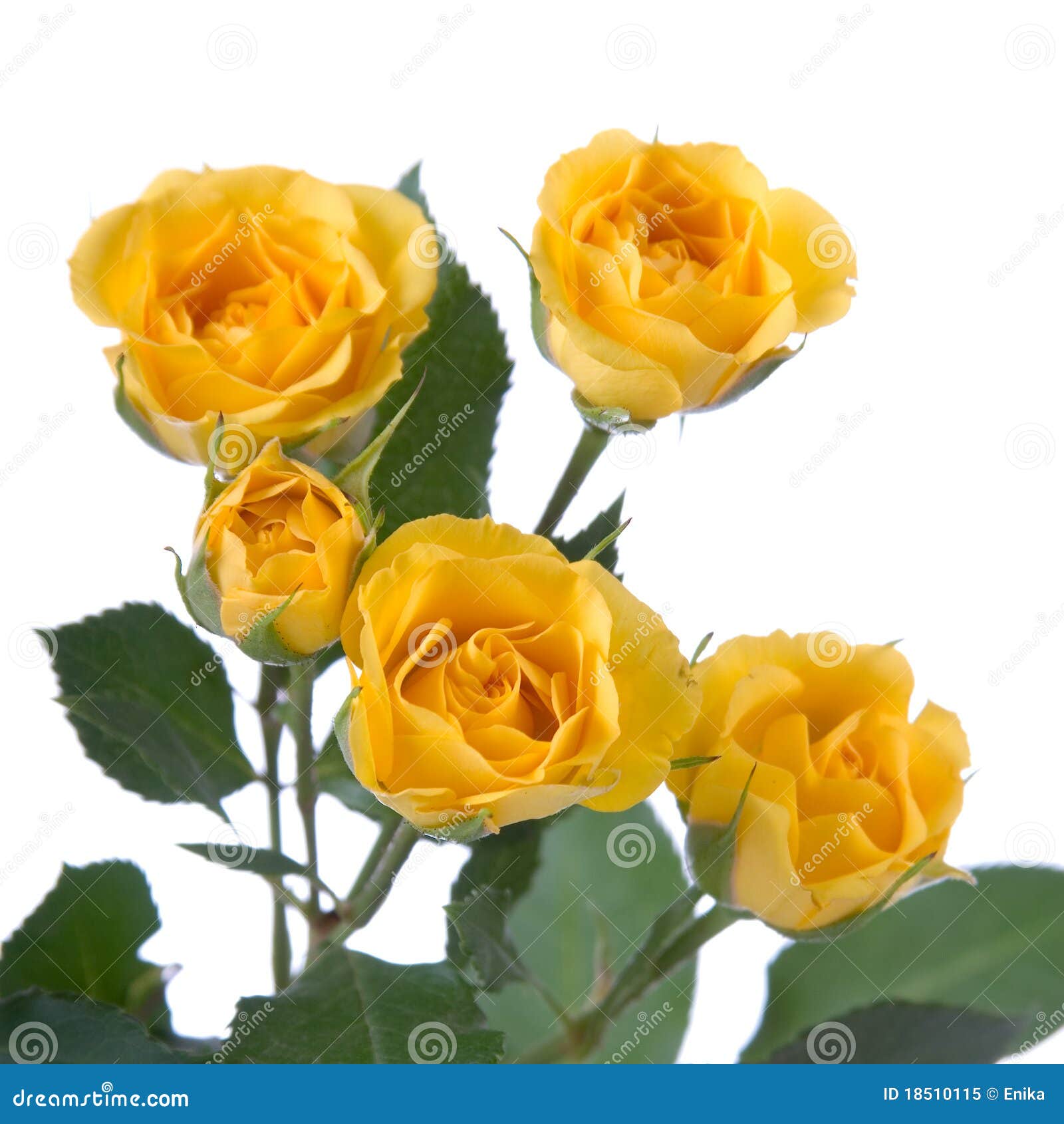 Beautiful yellow roses stock image. Image of object, yellow 18510115