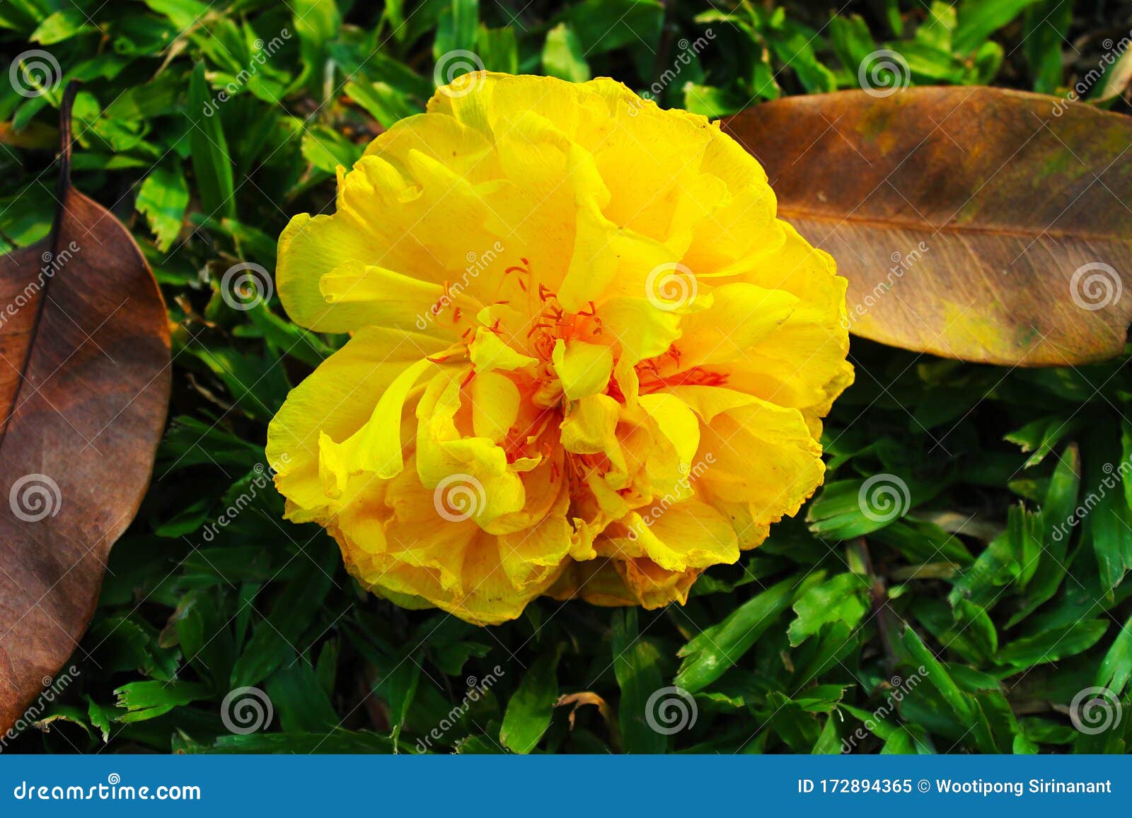 A Beautiful Yellow Silk Cotton Flower Fall from a Tree Stock Image