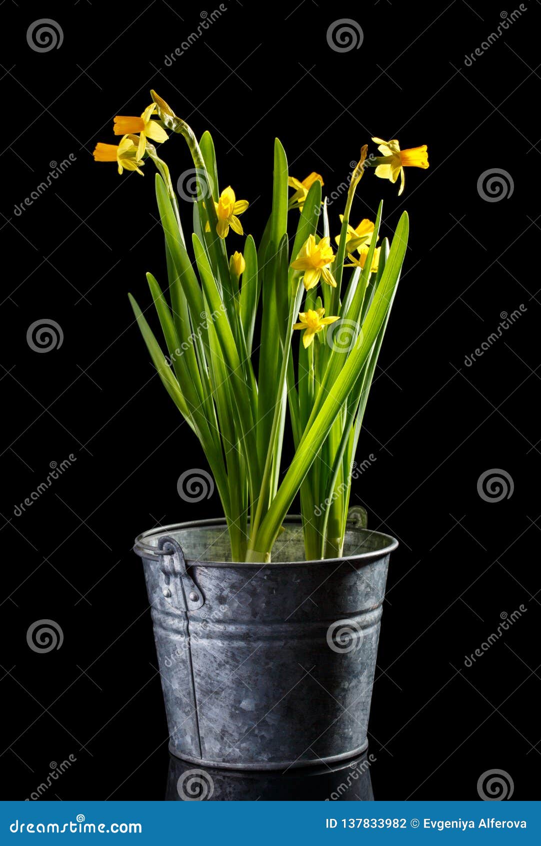 Beautiful Yellow Spring Narcissus Flowers In Metal Bucket Isolated ...