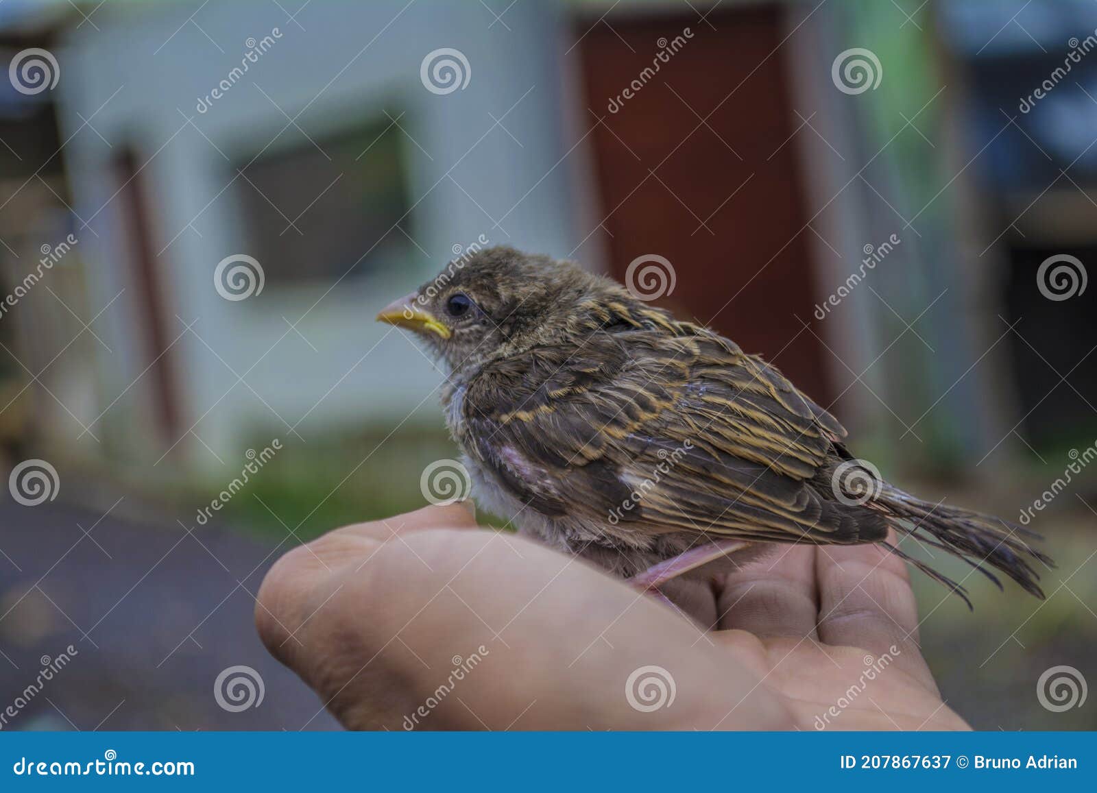 beautiful yellow striped bird in hands with focused background of house in cajola